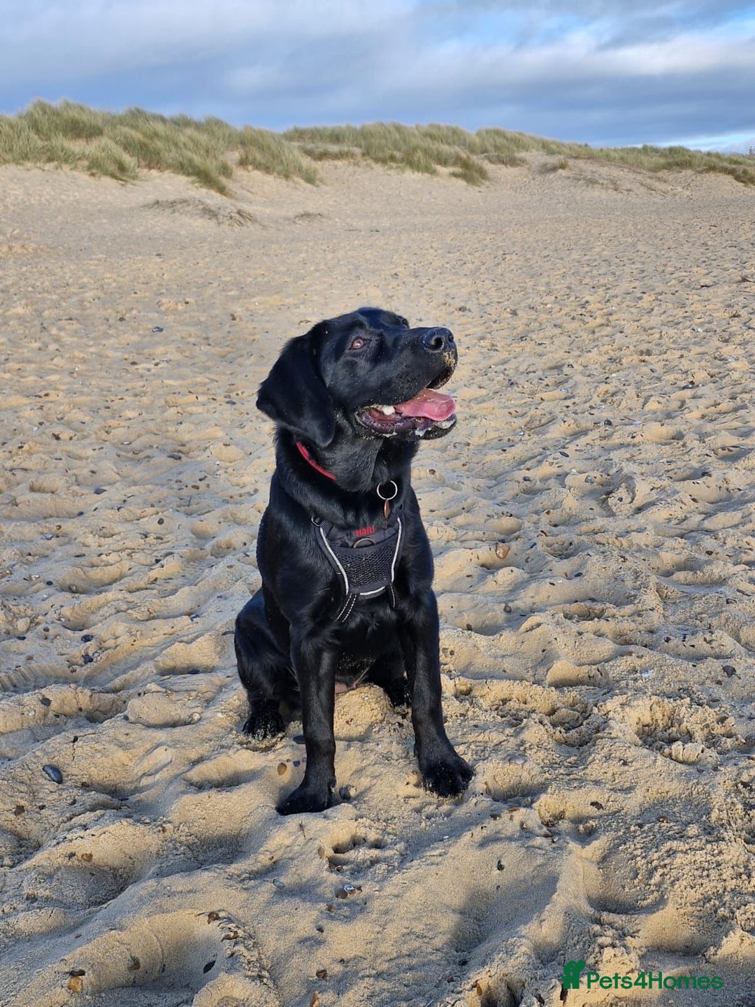 Labrador Retriever dogs for stud: KC REGISTERED LABRADOR STUD  in Worcester - Advert 13