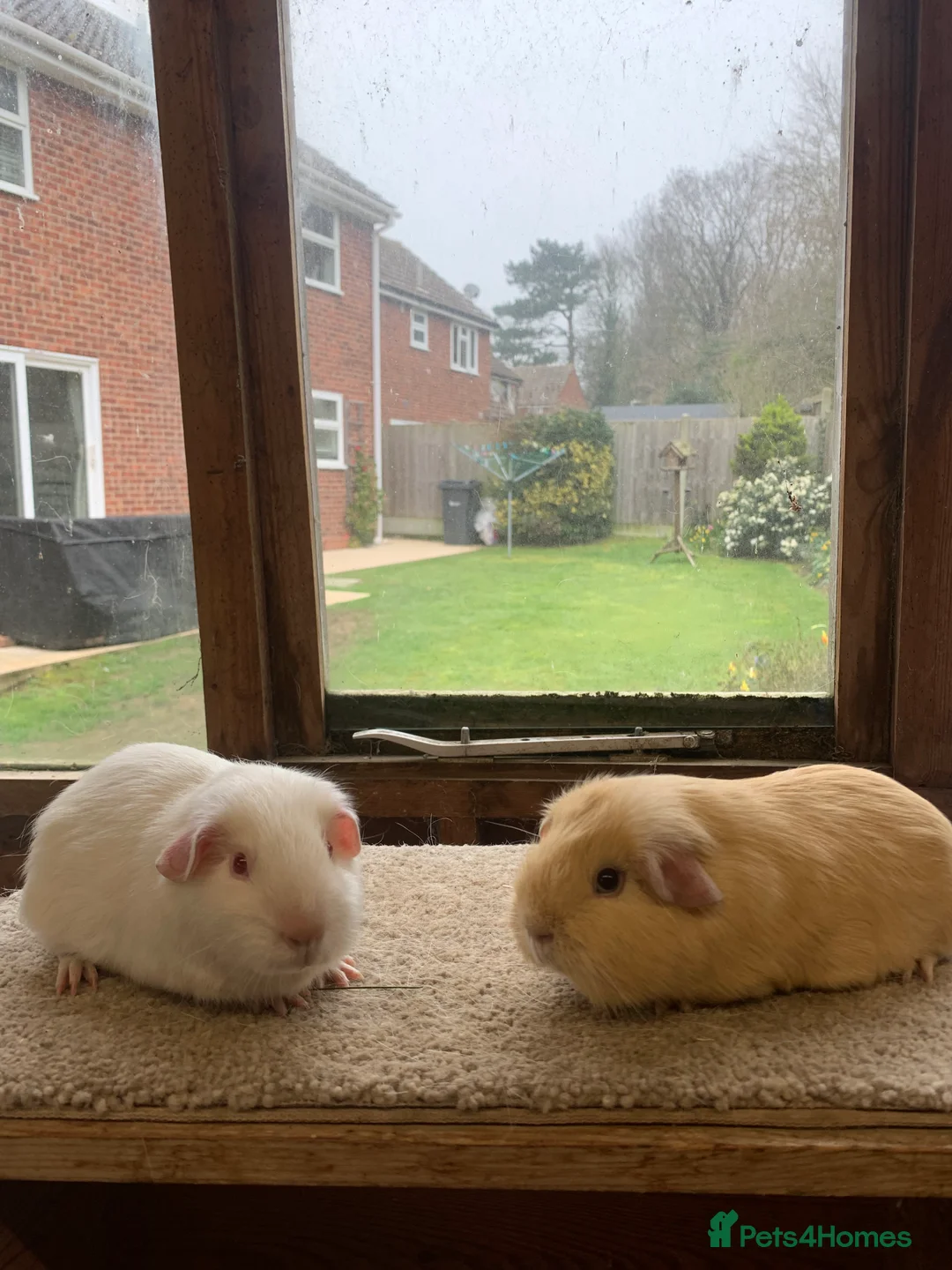 Guinea Pig rodents for sale: Sweet Baby Short Coated Guinea Pig Boars - Advert 4