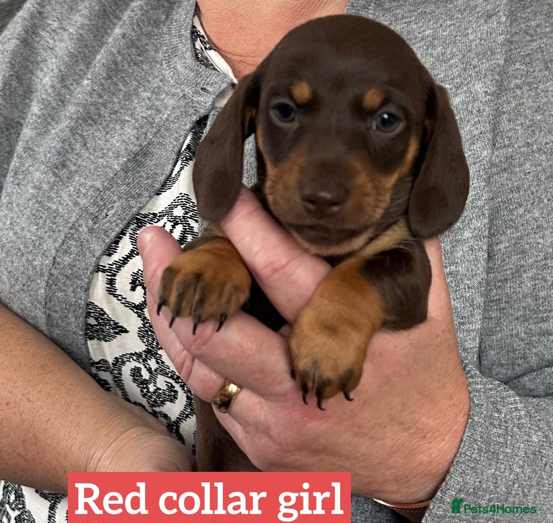 Miniature Dachshund dogs for sale: Miniature dachshund puppies - Image 11