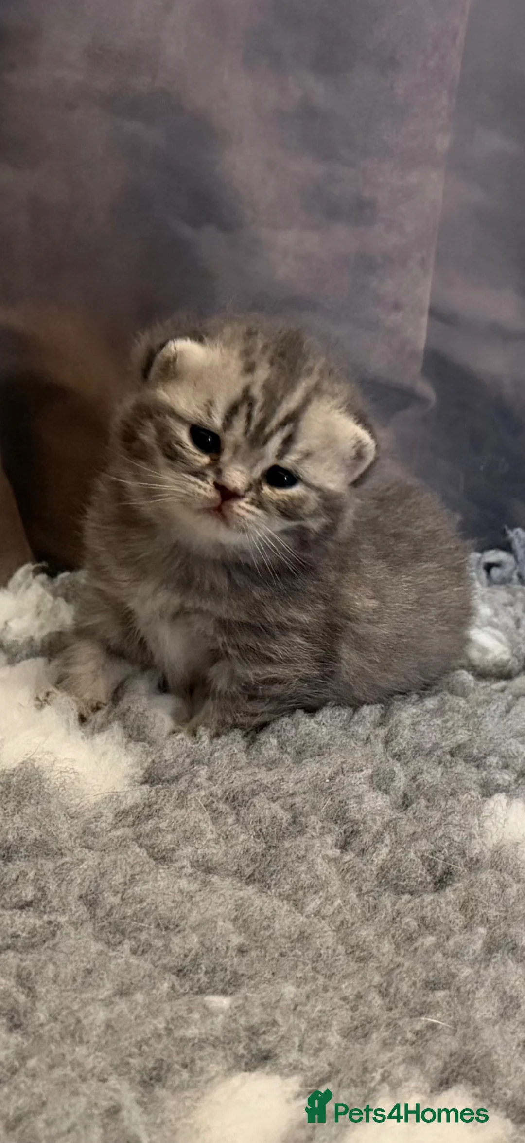 British Shorthair cats for sale: Stunning true to type British shorthair kittens - Advert 17
