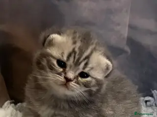 British Shorthair cats Stunning true to type British shorthair kittens - Advert 2