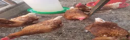 Chickens poultry for sale: Six x warren chickens for sale, lay six eggs a day - Advert 4