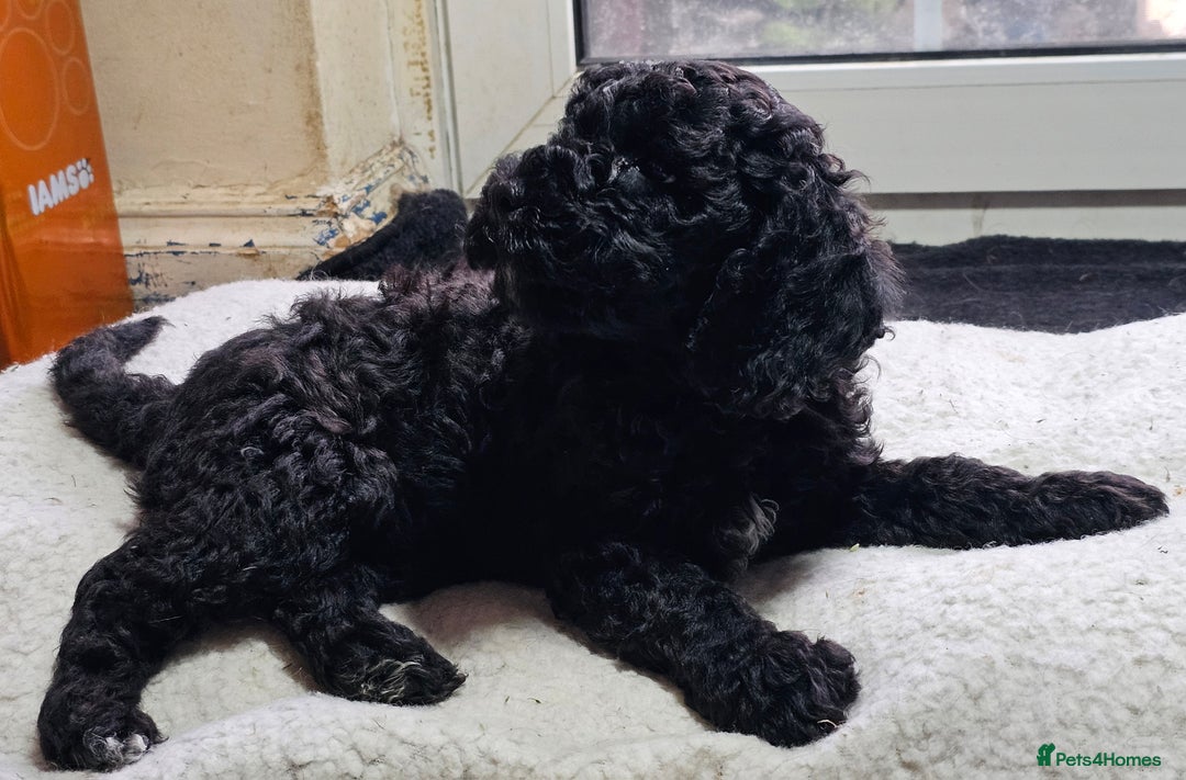 Labradoodle dogs for sale: True Multigen labradoodles  - Image 10