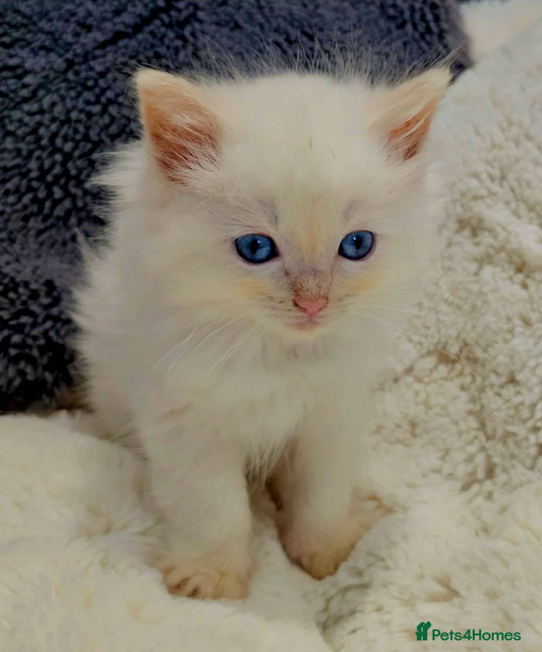 Ragdoll cats for sale: ragdoll kittens 😸  - Advert 2