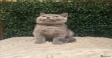 British Shorthair cats - Advert 11