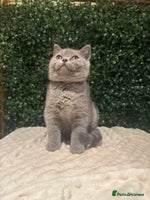 British Shorthair cats - Advert 4