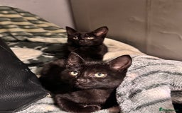 Mixed Breed cats for sale: Beautiful mixed breed kittens  - Image 7