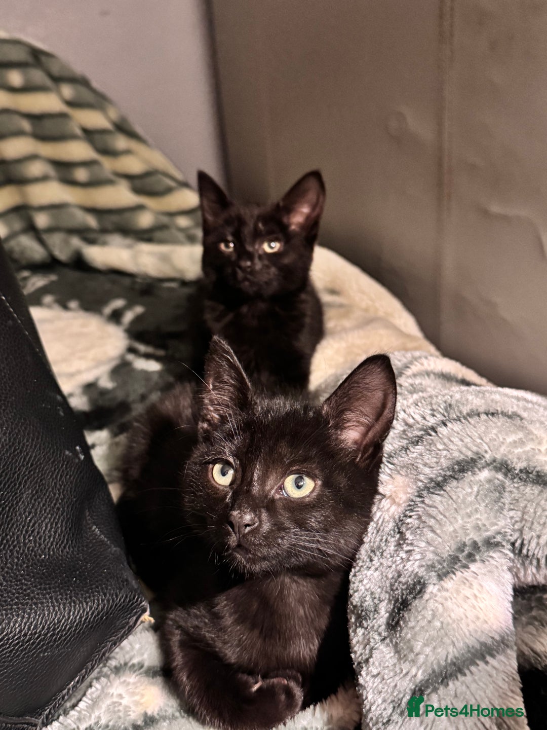 Mixed Breed cats for sale: Beautiful mixed breed kittens  - Image 7