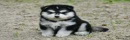 Pomsky dogs for sale: Genuine Pomsky puppies from health tested parents - Advert 27