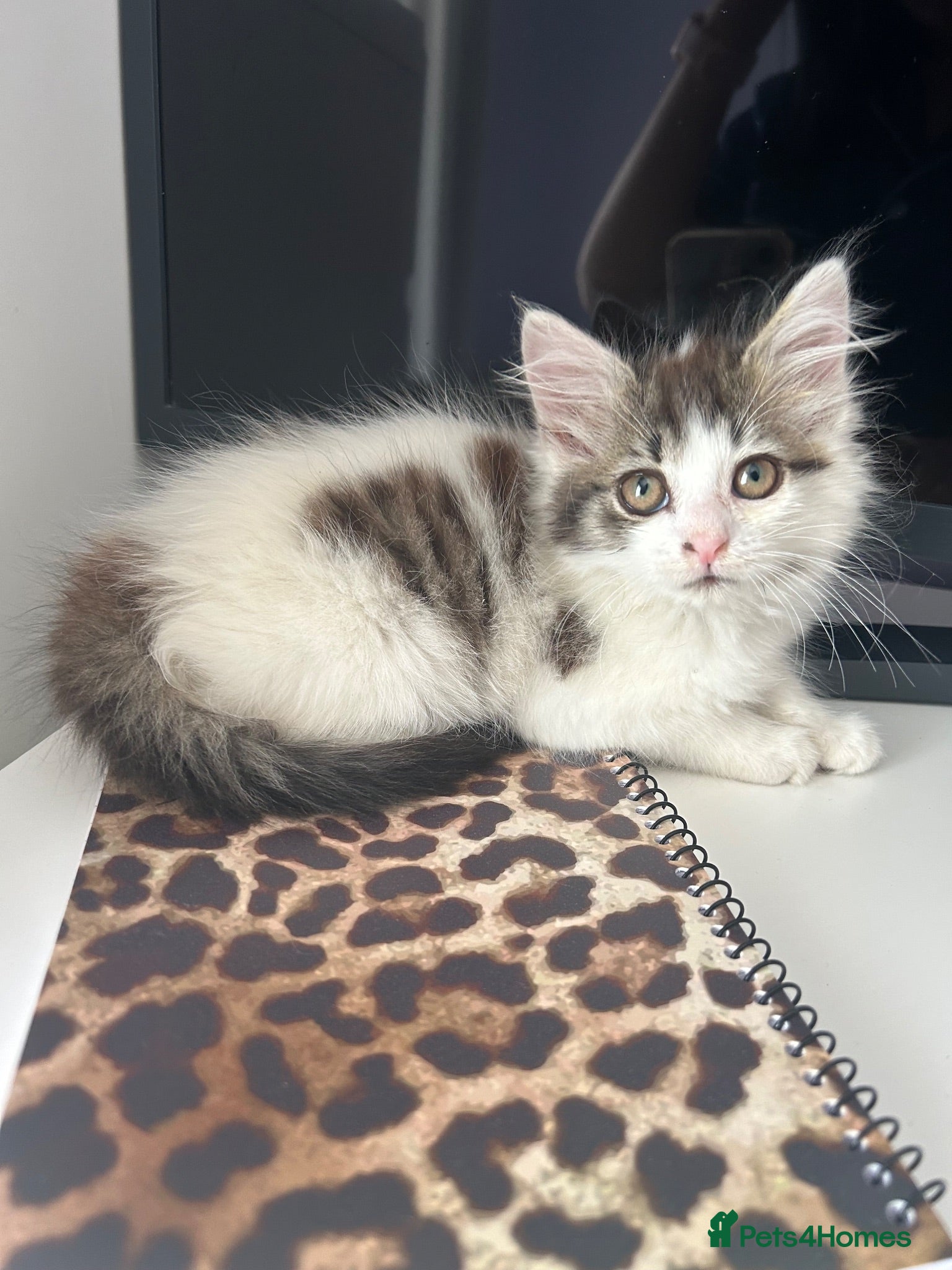 Siberian cats     Beautiful Siberian Cross Kittens - Advert 14