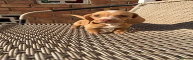 Miniature Dachshund 1