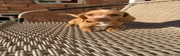 Miniature Dachshund dogs for sale: Long haired miniature dachshund - Advert 10