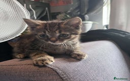 British Shorthair cats for sale: Male tabby kitten - Image 3