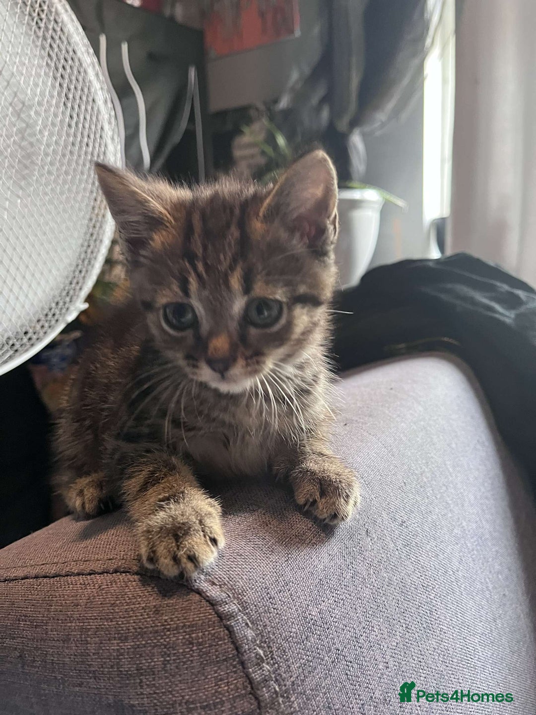 British Shorthair cats for sale: Male tabby kitten - Image 3
