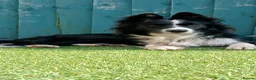 Border Collie dogs for sale: Looking for a forever home - Advert 15