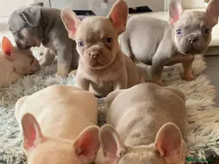 French Bulldog dogs Frenchie Companions - Advert 1