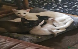 Mixed Breed cats for sale: Mixed breed kittens siamese cross Oriental  - Image 3