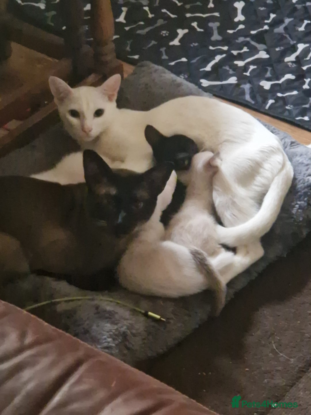Mixed Breed cats for sale: Mixed breed kittens siamese cross Oriental  - Image 3