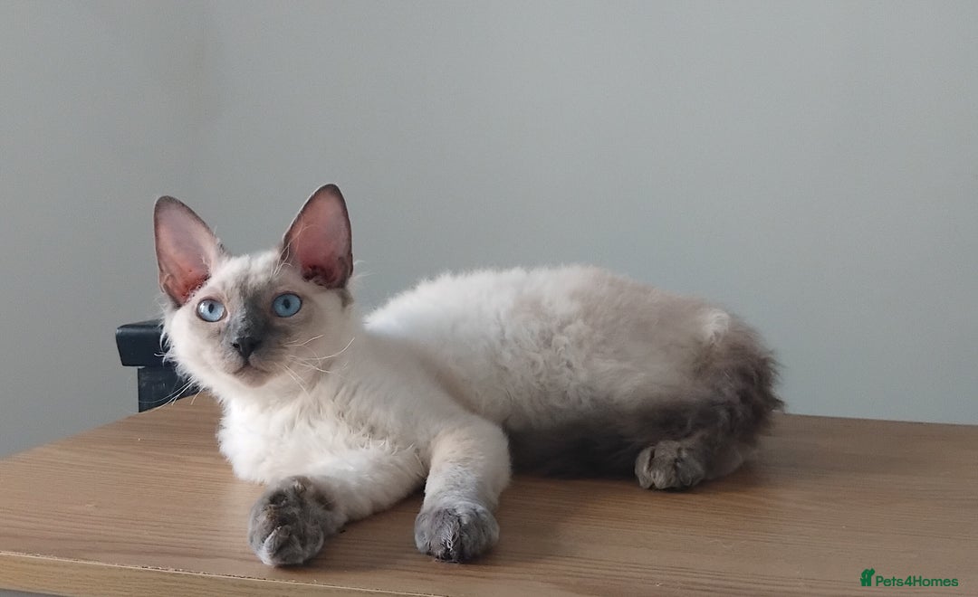 Mixed Breed cats for sale: Two stunning colour point boys ready now  - Image 6