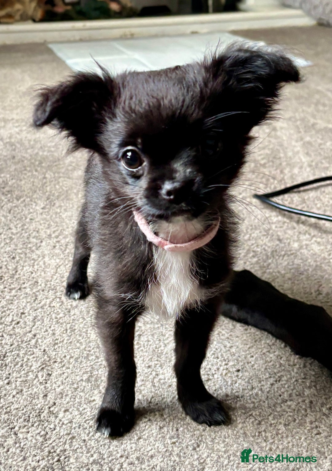 Chihuahua dogs for sale: Long Haired Chihuahua  - Advert 9