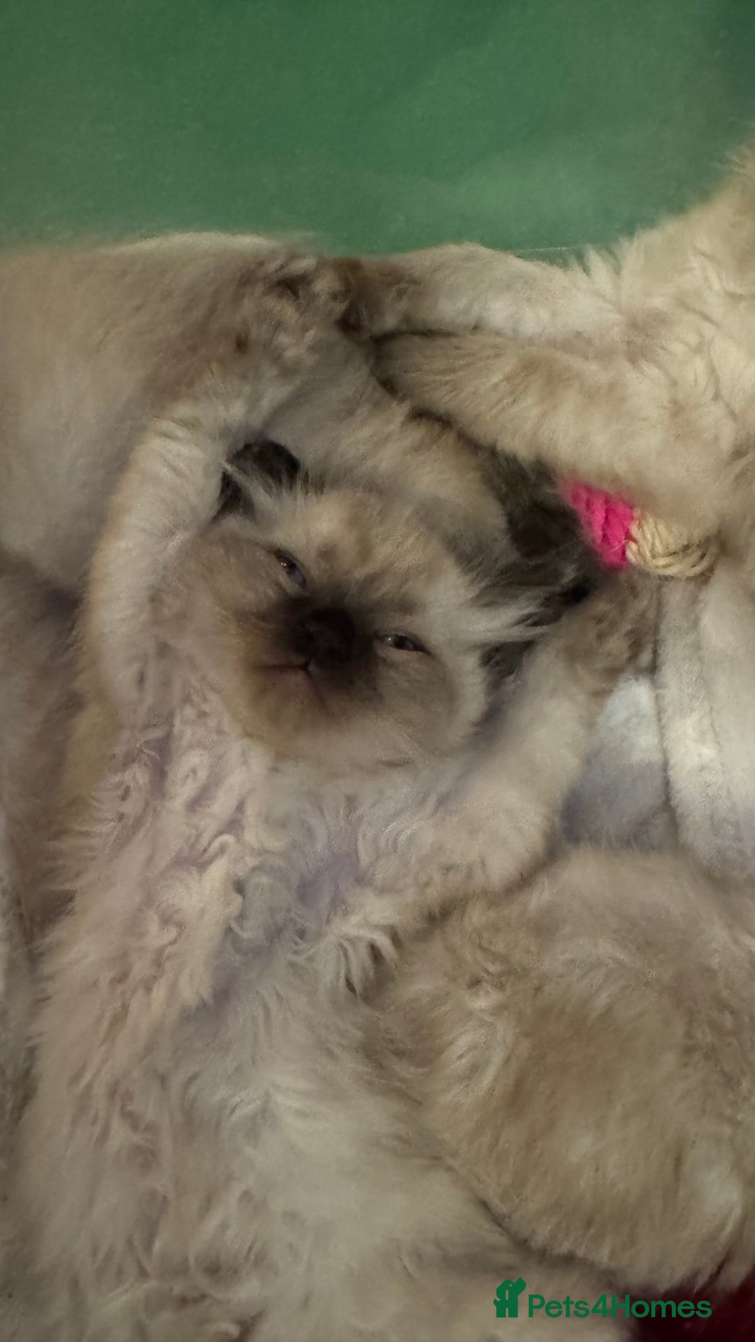 Ragdoll cats for sale: 2 beautiful female ragdoll kittens - Advert 4