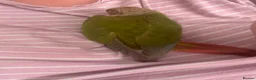 Conures birds for sale: Silly tame baby conure with cage  - Advert 4