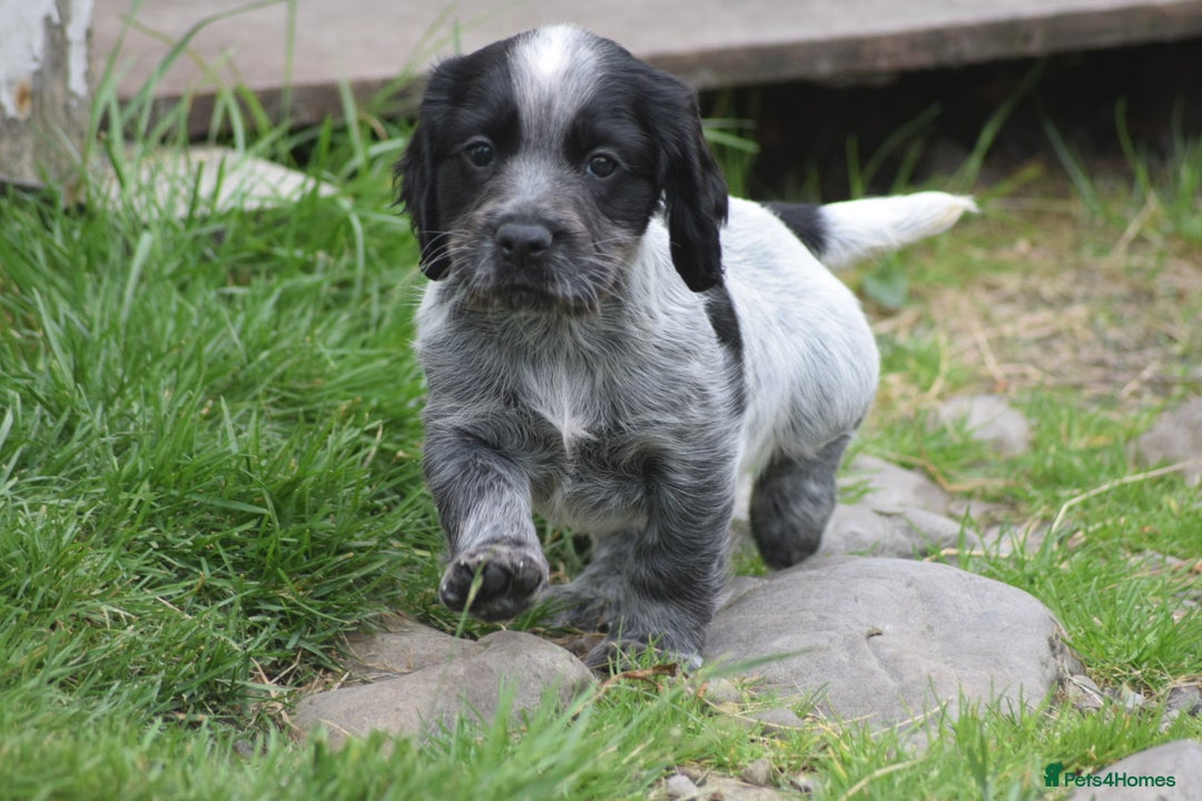 Cocker Spaniel dogs for sale: Cocker spaniel  - Image 10