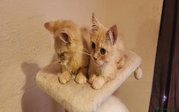 Maine Coon cats for sale: Pure Pedigree Maine Coon kittens  - Image 4