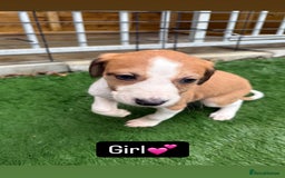 Mixed Breed dogs for sale: Pure saluki-greyhound puppies  - Advert 9