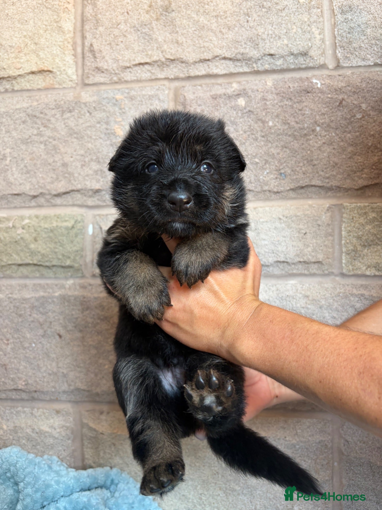 German Shepherd dogs Purebred big boned pedigree puppies - Advert 1