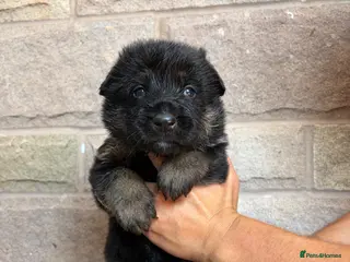 German Shepherd dogs Purebred big boned pedigree puppies - Advert 1