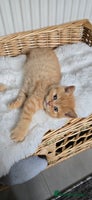 British Shorthair cats ✨ British Shorthair & Longhair Kittens Available ✨ - Advert 2