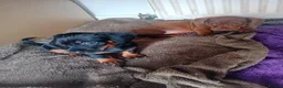 Dachshund dogs for sale: 4 Dachshund Puppies for sale!! - Advert 4