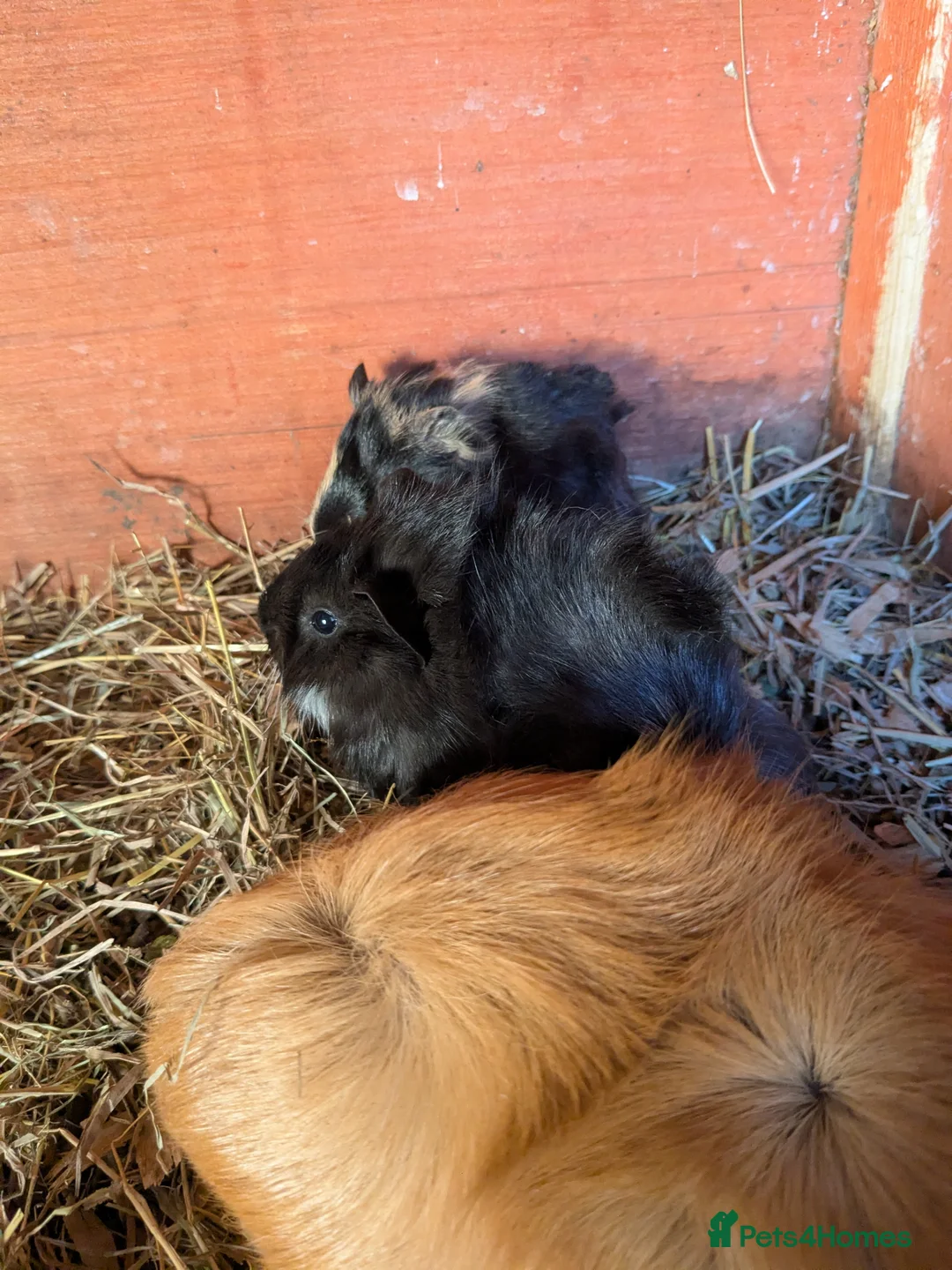 Guinea Pig rodents for sale: Male baby piggies - Advert 2