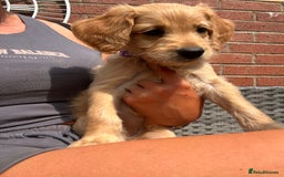 Goldendoodle dogs for sale: ⭐️ F1 Outstanding Golden Doodles ⭐️ - Image 14