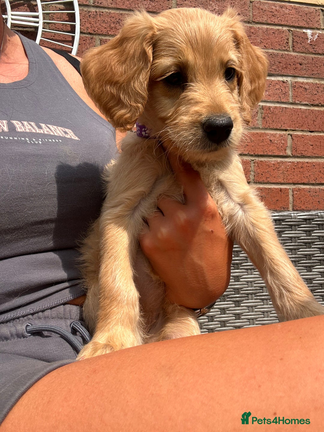 Goldendoodle dogs for sale: ⭐️ F1 Outstanding Golden Doodles ⭐️ - Image 14