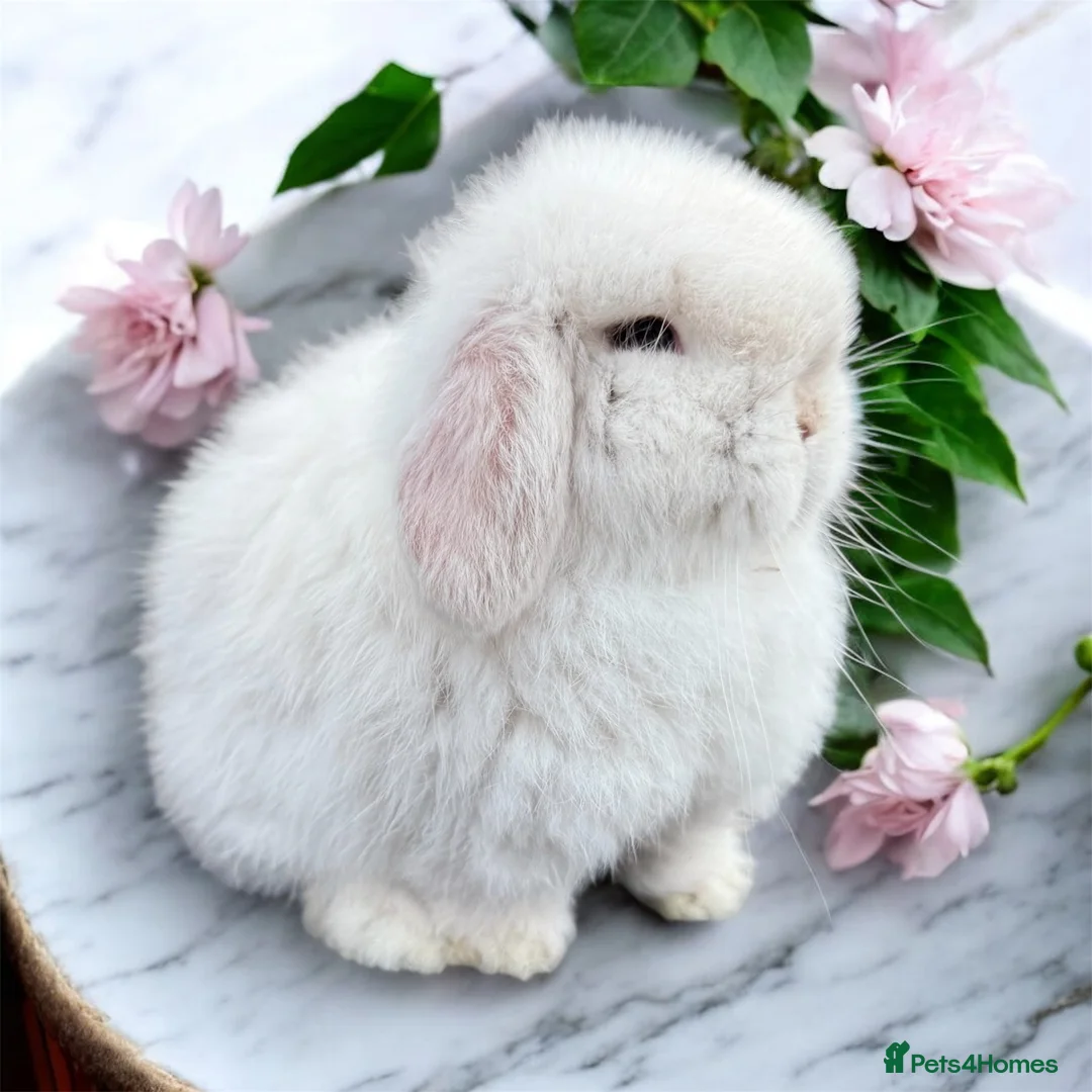 Mini Lop rabbits for sale: Doe and buck mini lops  - Advert 2