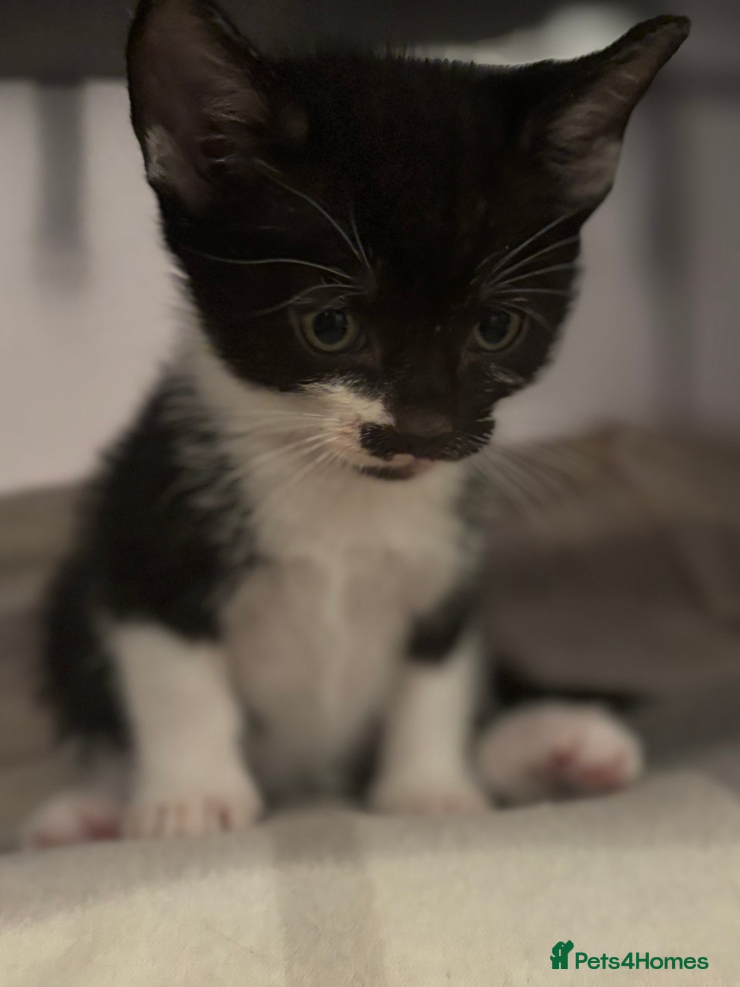 Domestic Shorthair cats for sale: Beautiful friendly Kittens  - Image 23