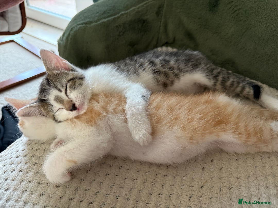 Mixed Breed cats for sale: Little Hand Reared Pops Needs His Forever Home - Advert 6