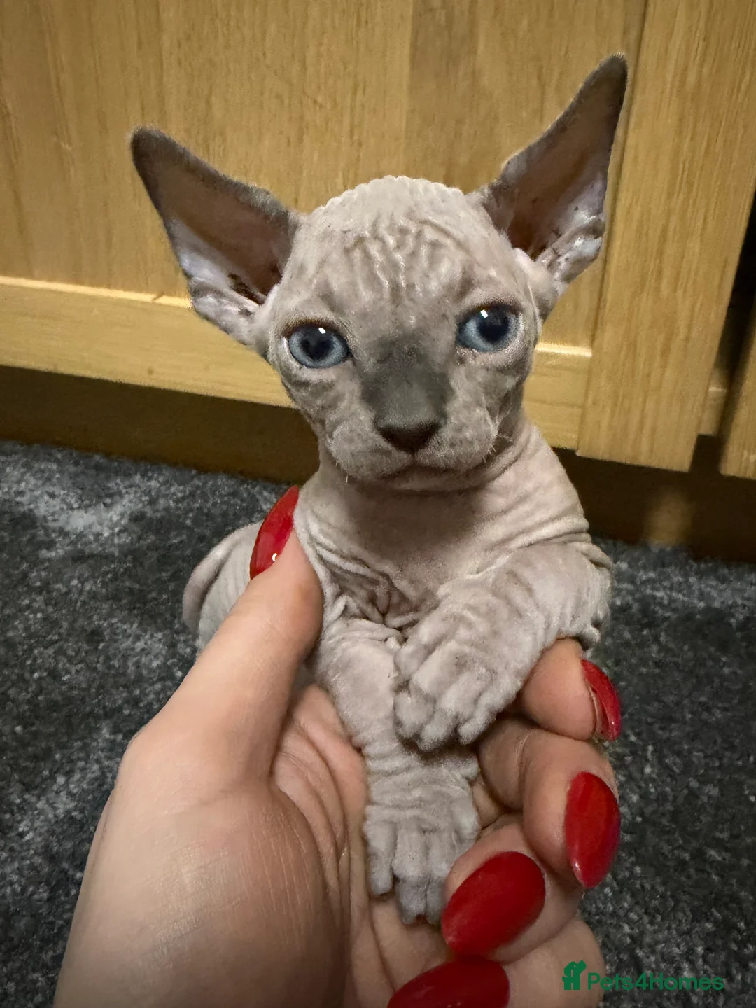 Sphynx cats for sale: Sphynx kitten Tica acctive - Advert 19