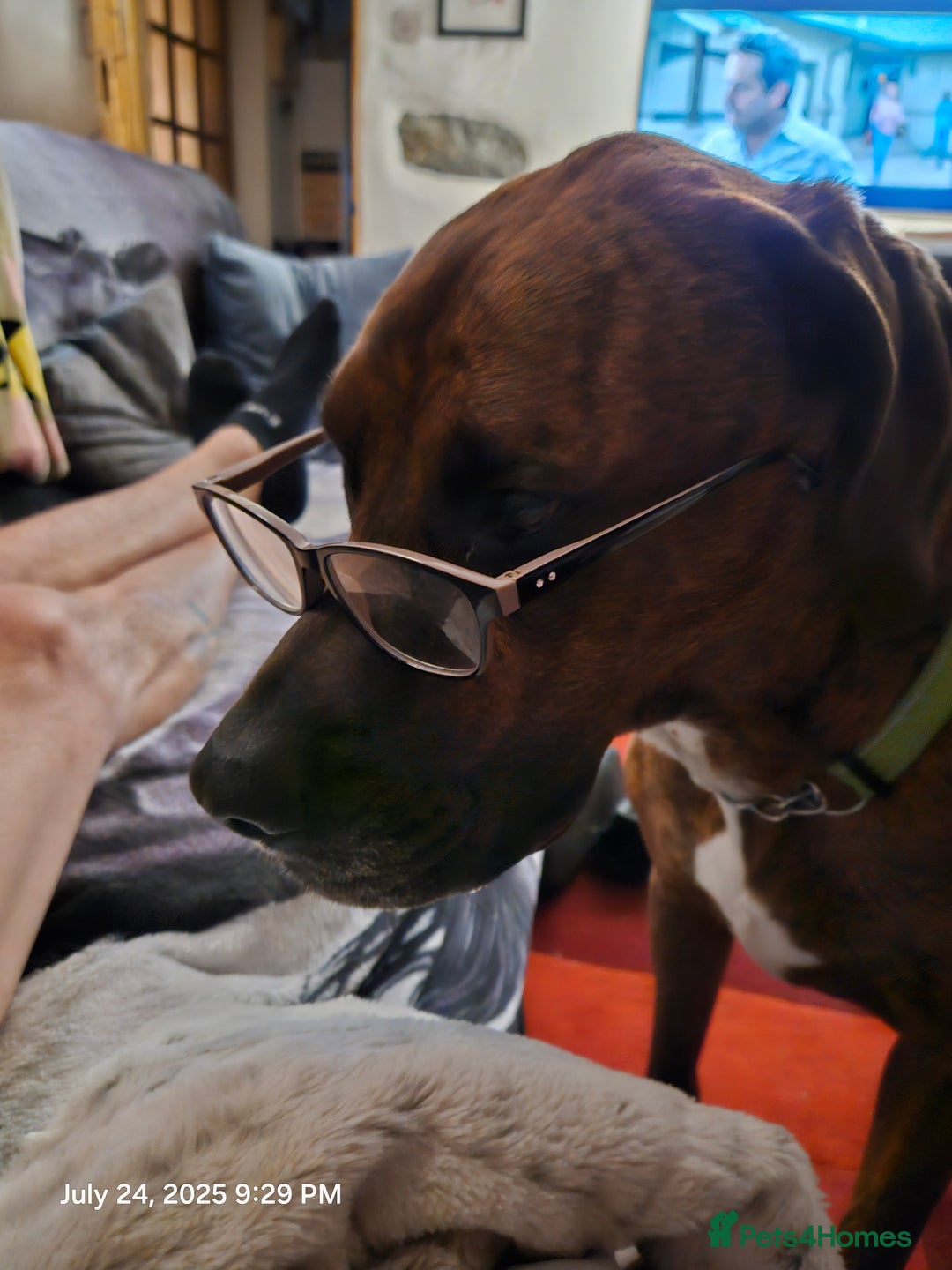 Mixed Breed dogs for sale: Alapaha blue blood Bulldog cross Doberman - Advert 6