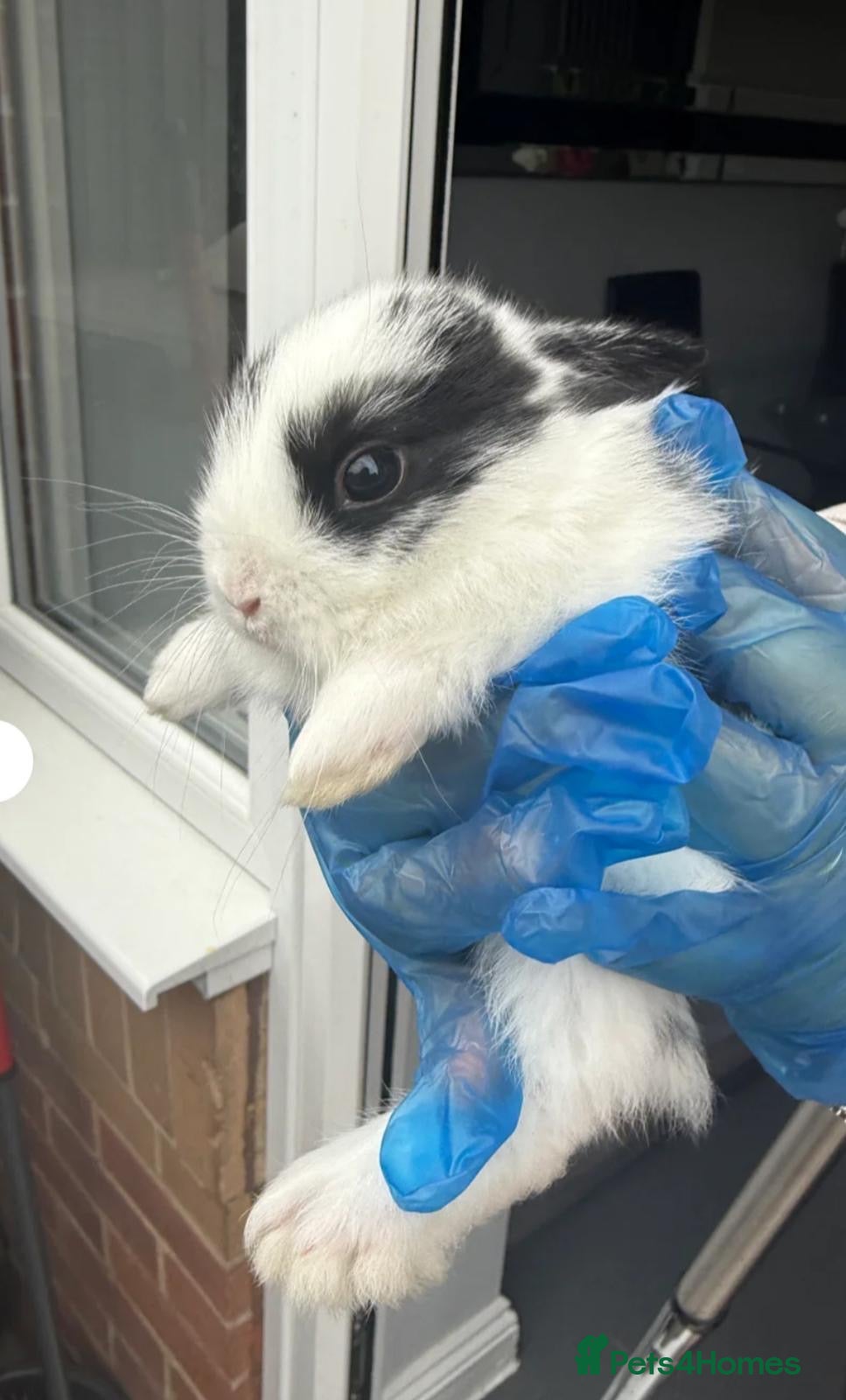 Mini Lop rabbits New baby mini lops  - Advert 5