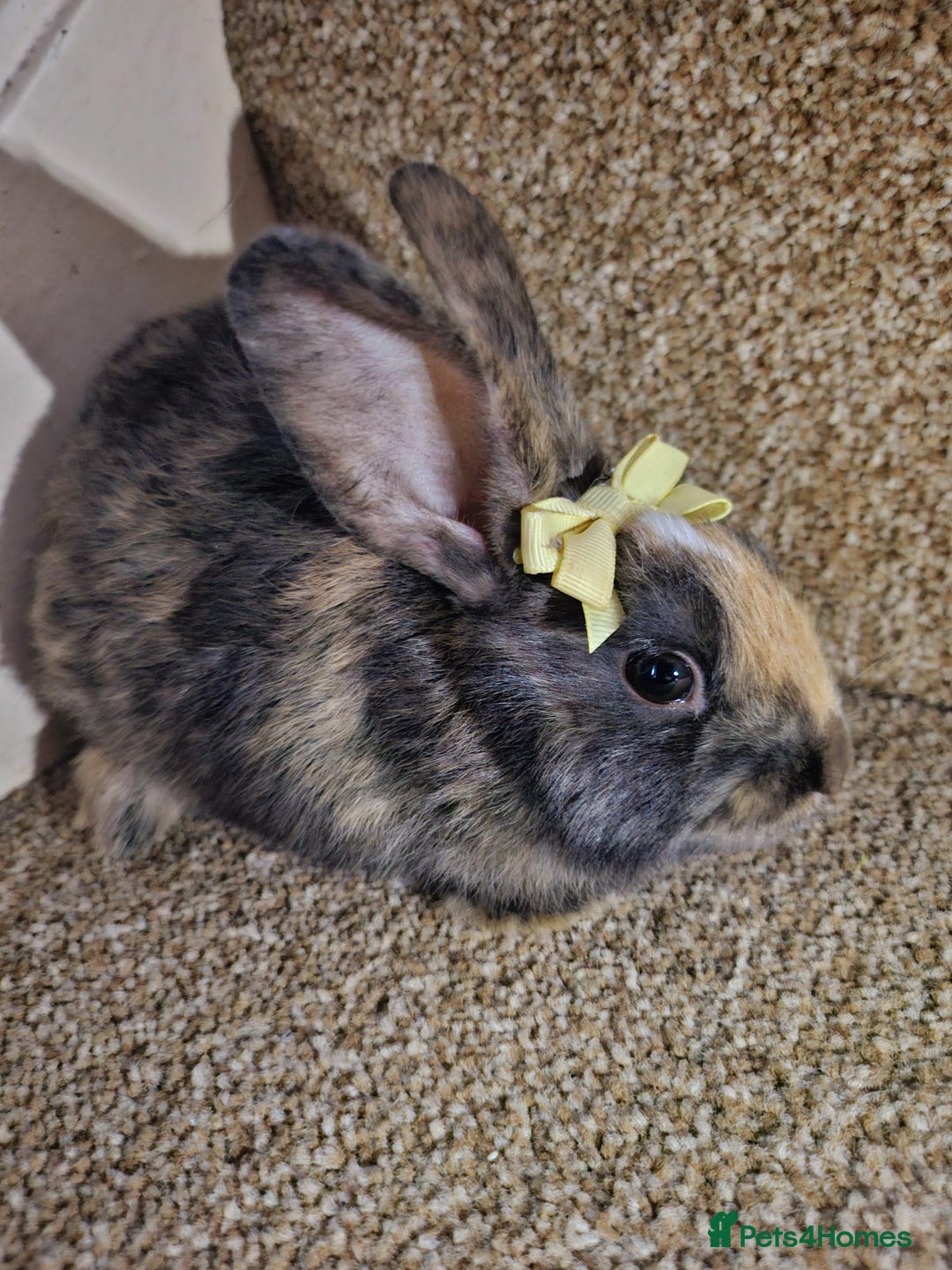 Mini Lion Lop rabbits for sale: Litter of mini lion lop rabbits - Image 9