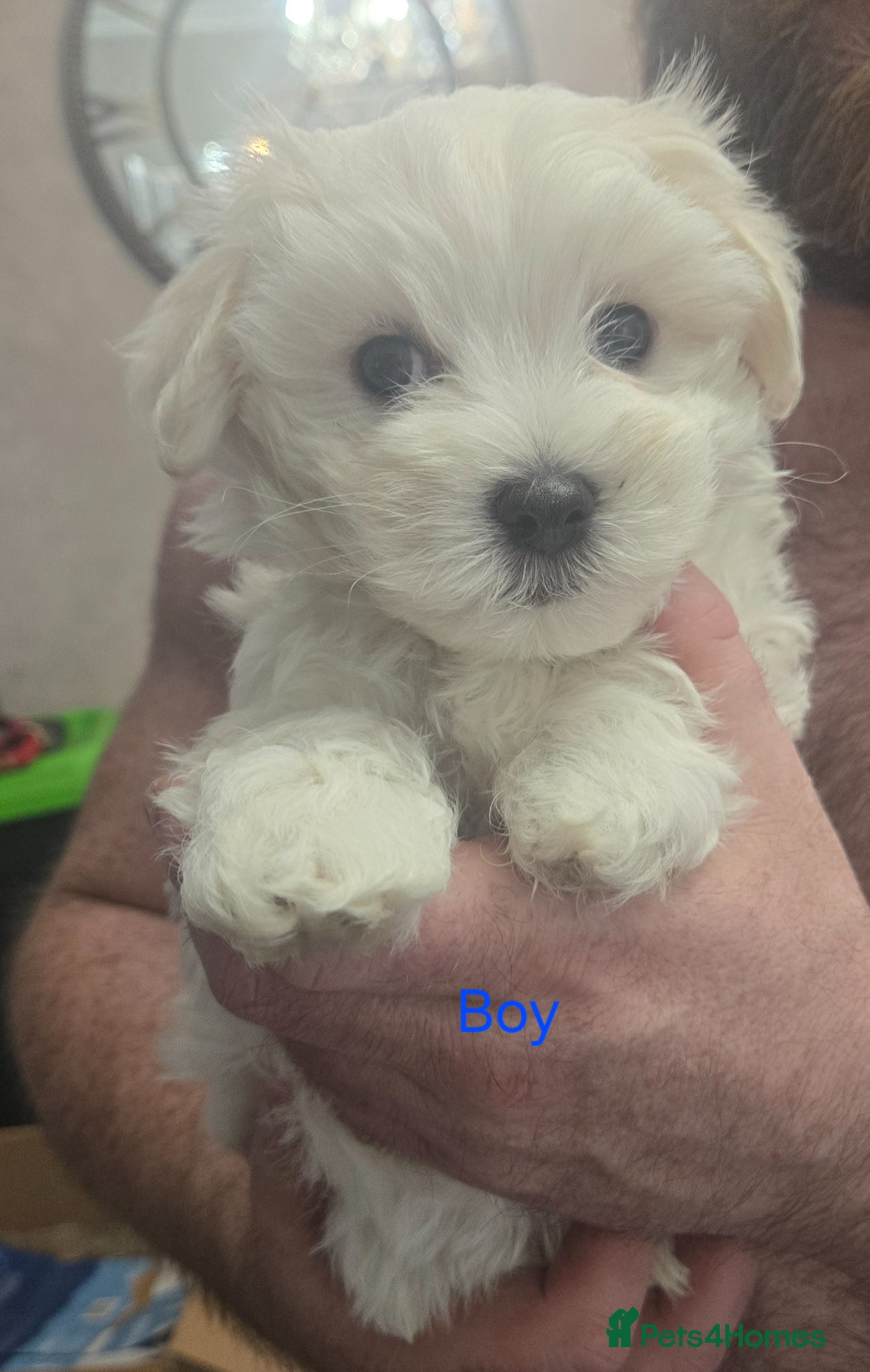 Maltese dogs Beautiful Maltese pup 1 boy left from 7th June - Advert 10