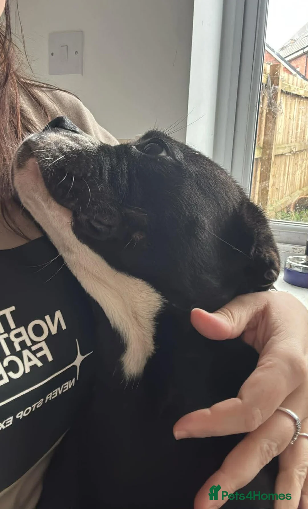 Mixed Breed dogs for sale: Beautiful Beau 1 year old female - Advert 2