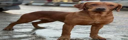 Labrador Retriever dogs for sale: KC Reg Working Labrador Pups for Sale - Advert 8