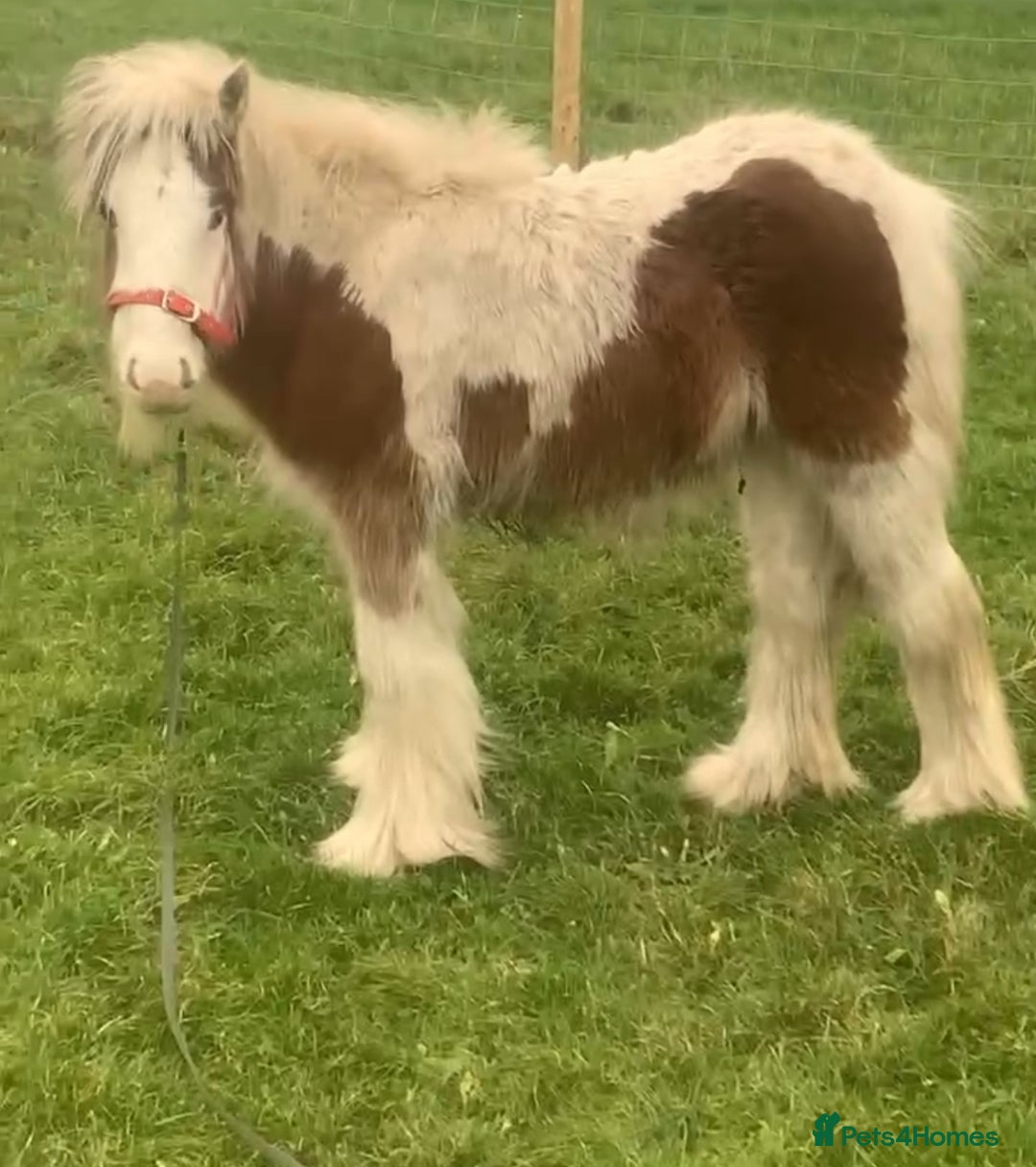 Irish Cob horses for sale: Little colt - Advert 1