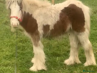 Irish Cob horses Little colt - Advert 1