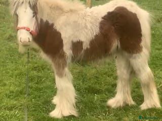 Irish Cob horses Little colt - Advert 7