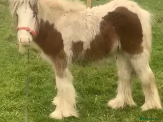 Irish Cob horses Little colt - Advert 13